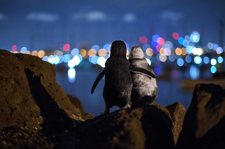 Abraço ternurento de dois pinguins - camões rádio - austrália