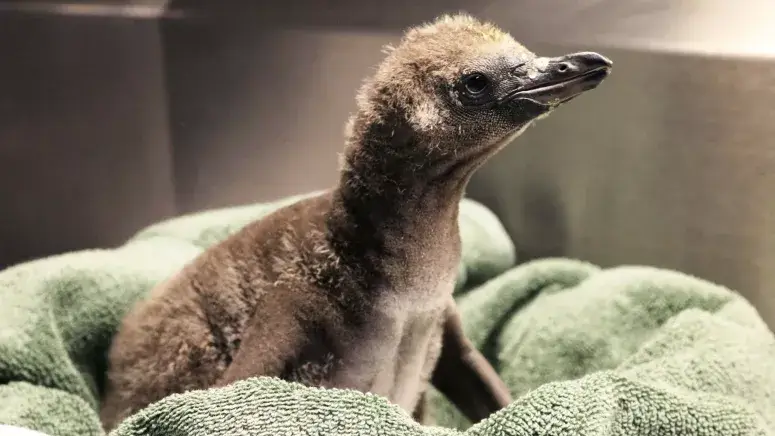 Casal de pinguins adota bebé - Camões Rádio - Noticias