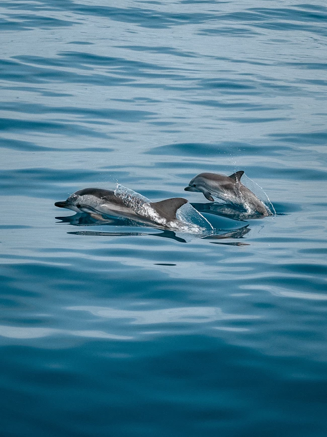 Golfinhos no Tejo - Camões Rádio - Portugal