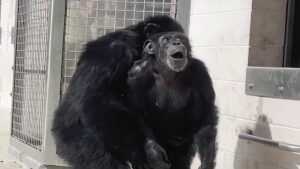 chimpanze Vanilla-radiocamoes-novidades